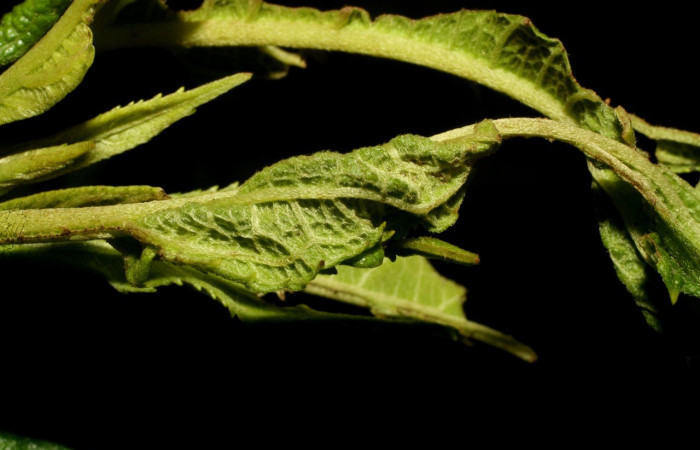 Figura 5. Casita de <i>Dichomeris</i> Janzen08 (Gelechiidae), en su planta hospedera Neurolaena lobata (Asteraceae). Voucher 09-SRNP-32227-DHJ458979.jpg.