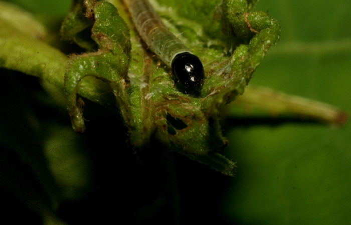Figura 3. <i>Dichomeris</i> Janzen08 (Gelechiidae), larva en penúltimo estadio, posición frontal, Estación Pitilla. Voucher 09-SRNP-32227-DHJ458987.jpg.