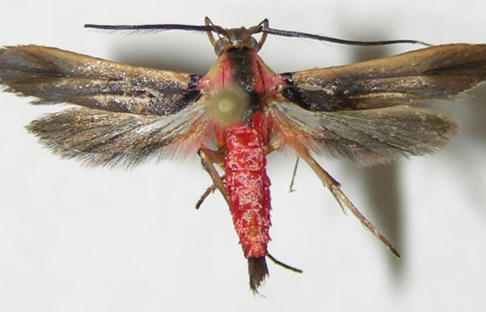 Figura 21. Adulto de <i>Inga</i> Janzen222 (Oecophoridae), vista dorsal, localidad Area Administrativa Sector Santa Rosa ACG (295m). Voucher: 09-SRNP-13056-DHJ503330.jpg.