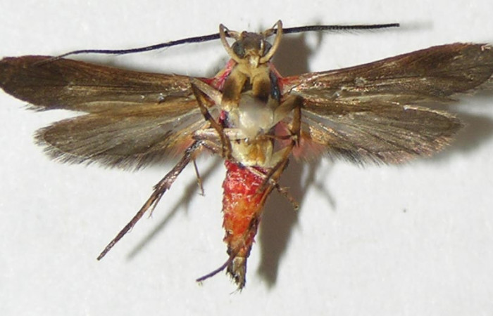 Figura 22. Adulto de <i>Inga</i> Janzen222 (Oecophoridae), vista ventral, localidad Area Administrativa Sector Santa Rosa ACG (295m). Voucher: 09-SRNP-13056-DHJ503331.jpg.