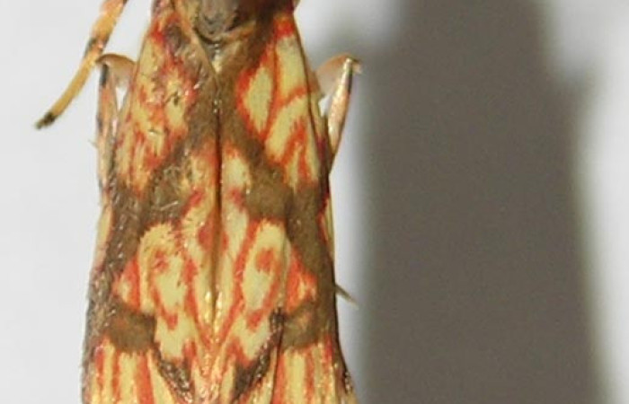 Figura 19. Adulto de <i>Inga</i> Janzen232 (Oecophoridae), vista dorsal, localidad Sendero Puertas Sector Del Oro ACG (400m). Voucher: 09-SRNP-22653-DHJ517787.jpg.