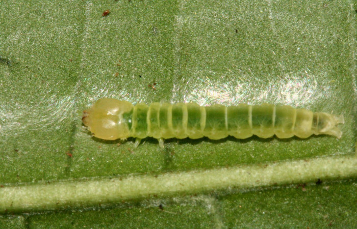 Figura 5. Larva <i>Inga</i> Janzen61 (Oecophoridae), último estadío (U) vista dorsal, localidad Sendero Albergue Crater Sector Rincón Rain Forest ACG (980m). Voucher: 10-SRNP-1598-DHJ468550.jpg.