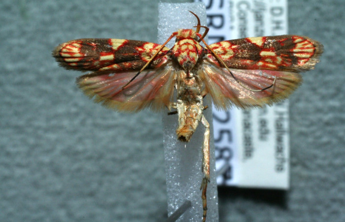 Figura 8. Adulto de <i>Inga</i> Janzen61 (Oecophoridae), vista dorsal, localidad Estación Biológica Los Almendros Sector El Hacha ACG (290m). Voucher: 11-SRNP-22587-DHJ554775.jpg.