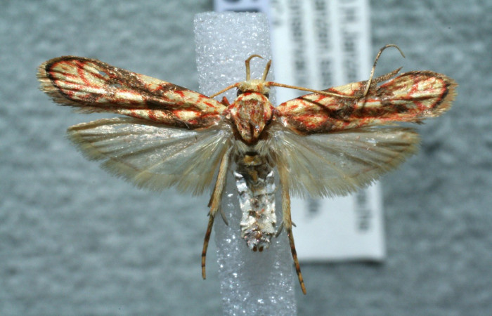 Figura 20. Adulto de <i>Inga</i> Janzen232 (Oecophoridae), vista dorsal, localidad Quebrada Las Yeguitas Sector Orosí ACG (560m). Voucher: 11-SRNP-22819-DHJ554848.jpg.