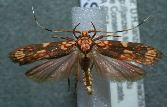 Figura 10. Adulto de <i>Inga</i> Janzen61 (Oecophoridae), vista dorsal, localidad Cerro Pedregal Sector Cacao ACG (1080m). Voucher: 11-SRNP-36759-DHJ563732.jpg.