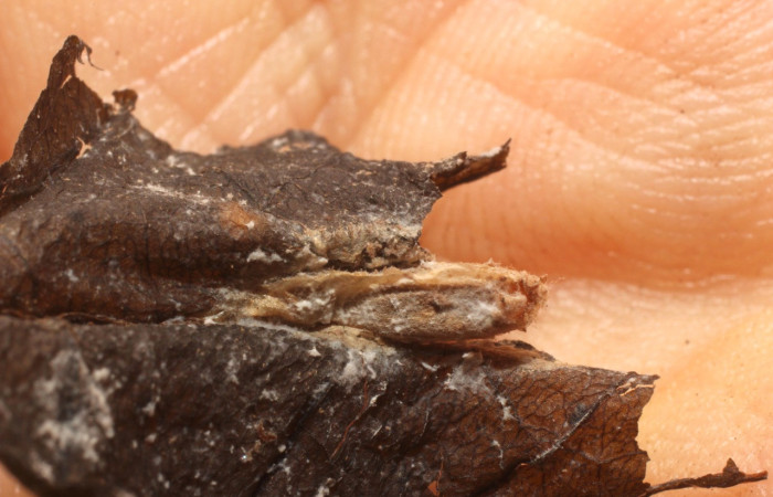 Figura 14. Restos capullo parásito cremJanzen01 Janzen01 (Ichneumonidae) que ataca <i>Inga</i> Janzen61 (Oecophoridae), localidad Sendero Huerta Sector San Cristóbal ACG (527m). Voucher: 11-SRNP-4684-DHJ800607.jpg.