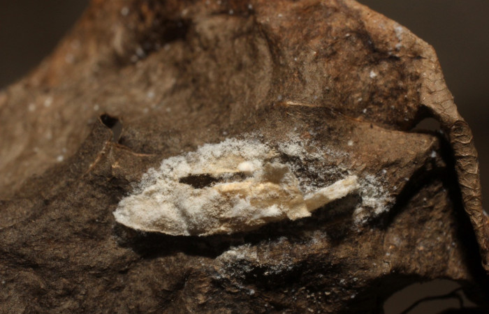 Figura 13. Restos de capullo parásito <i>Orgilus</i> Janzen04 (Braconidae) que ataca <i>Inga</i> Janzen61 (Oecophoridae) localidad Sendero Huerta Sector San Cristóbal ACG (527m). Voucher: 12-SRNP-1216-DHJ800976.jpg.