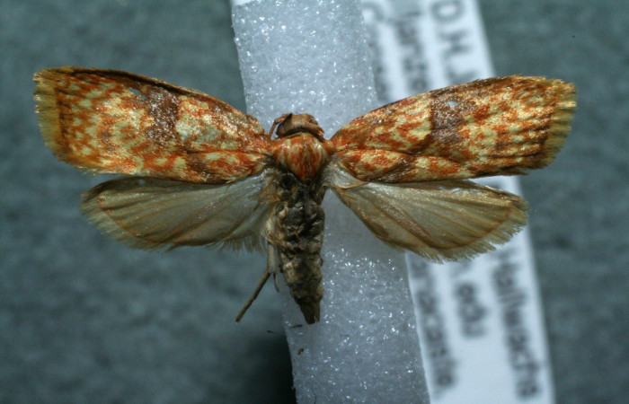 Figura 18. Adulto de <i>Inga</i> biolep146 (Oecophoridae), vista dorsal, localidad Camino Porvenir Sector Rincón Rain Forest ACG (383m). Voucher: 12-SRNP-42714-DHJ567715.jpg.