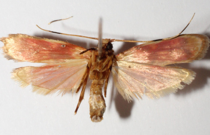 Figura 9. Adulto de <i>Inga</i> Janzen61 (Oecophoridae), vista ventral, localidad Sendero Arenales Sector Cacao ACG (1080m). Voucher: 13-SRNP-35357-DHJ593151.jpg.