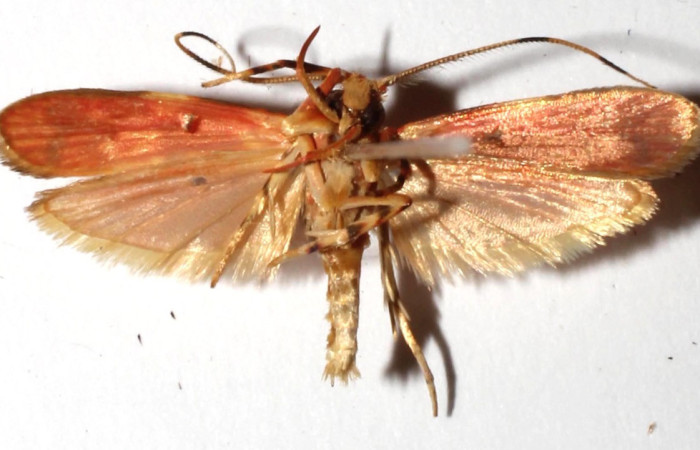 Figura 11. Adulto de <i>Inga</i> Janzen61 (Oecophoridae), vista dorsal, localidad Cerro Pedregal Sector Cacao ACG (1080m). Voucher: 16-SRNP-35587-DHJ925865.jpg.