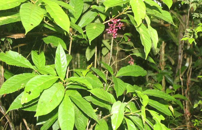 Figura 23. Planta hospedera de <i>Inga</i> Janzen61 (Oecophoridae), esta planta se llama <i>Neea psychotrioides</i> (Nyctaginaceae), localidad Medrano Estación Biológica Quica, Sector Pitilla ACG (380m), foto: Ricardo Calero 02 Agosto 2023.