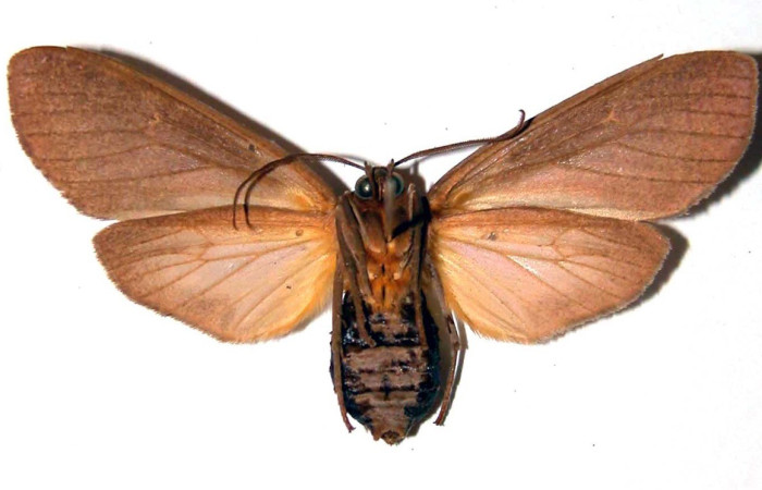 Figura 7. Adulto de <i>Elysius discoplaga</i> (Erebidae). Parte ventral. Voucher: 00-SRNP-14176-DHJ38907.