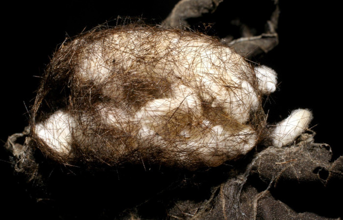 Figura 5. Capullo de parasitos de <i>Elysius discoplaga</i> (Erebidae). Voucher: 06-SRNP-31440-DHJ436522.jpg.