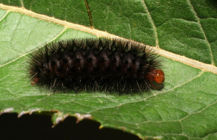 Figura 2. Larva de <i>Elysius discoplaga</i> (Erebidae). Parte lateral. Voucher: 07-SRNP-1124-DHJ419513.jpg.