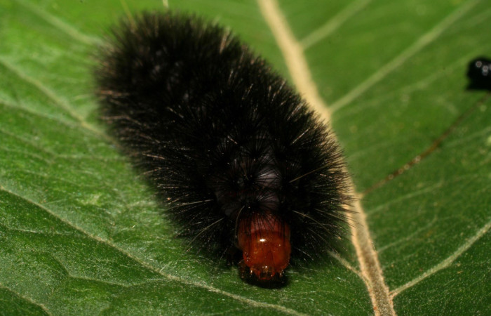 Figura 4. Parte frontal de <i>Elysius discoplaga</i> (Erebidae). Voucher: 07-SRNP-1124-DHJ419515.jpg.