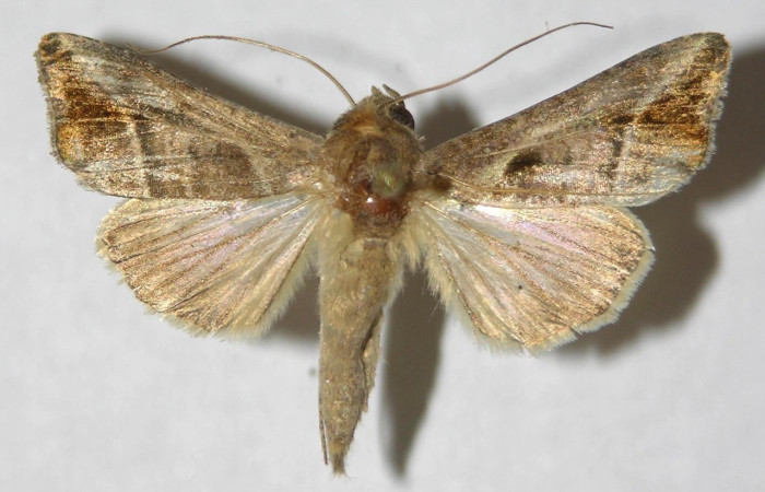 Figura 9. Adulto de <i>Notioplusia illustrata</i> (Noctuidae), macho vista dorsal, localidad Malaguenya, Sector Rincon Rain Forest ACG (221m). Voucher: 12-SRNP-68478-DHJ596878.jpg.