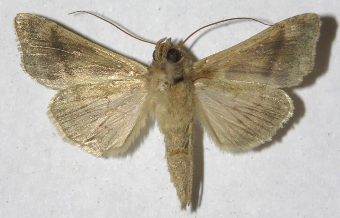 Figura 10. Adulto de <i>Notioplusia illustrata</i> (Noctuidae), macho vista ventral, localidad Malaguenya, Sector Rincon Rain Forest ACG (221m). Voucher: 12-SRNP-68478-DHJ596879.jpg.