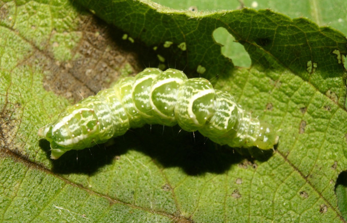 Figura 2. Larva <i>Notioplusia illustrata</i> (Noctuidae), en último estadío (U), vista dorsal, localidad Medrano Estación Quica, Sector Pitilla ACG (380m). Voucher: 14-SRNP-70004-DHJ703676.jpg.