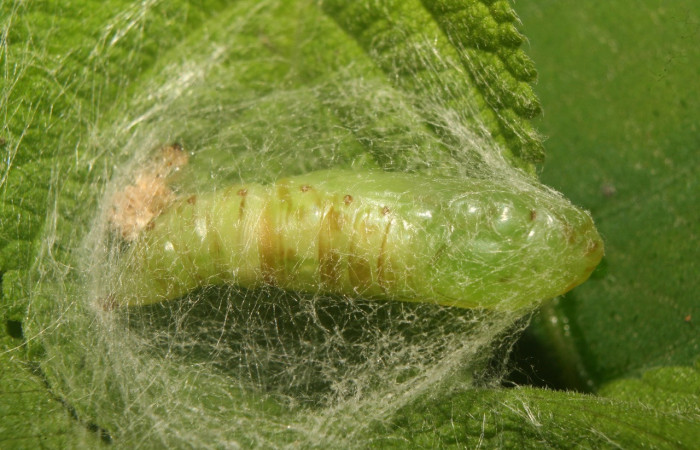 Figura 7. Pupa de <i>Notioplusia illustrata</i> (Noctuidae), vista dorsal, localidad Medrano Estación Biológica Quica, Sector Pitilla ACG (380m). Voucher: 14-SRNP-70004-DHJ703682.jpg.