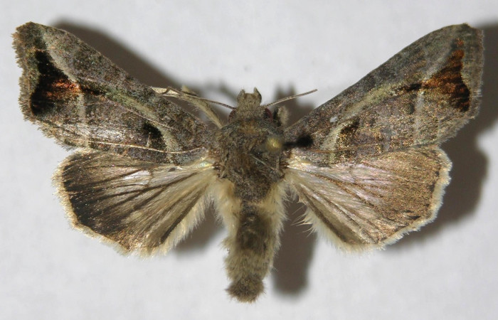 Figura 11. Adulto de <i>Notioplusia illustrata</i> (Noctuidae), hembra vista dorsal, localidad Medrano Estación Biológica Quica, Sector Pitilla ACG (380m). Voucher: 14-SRNP-70104-DHJ596886.jpg.