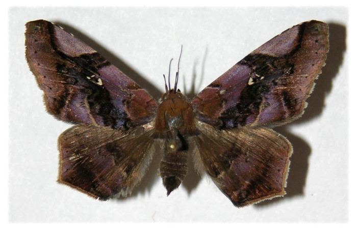 Fig. 4. Adulto de <i>Euclystis</i> Poole01 (Erebidae), con patrones en sus alas similares a <i>Euclystis</i> Poole05 y <i>Euclystis guerini</i>. Voucher: 05-SRNP-40294-DHJ312584.