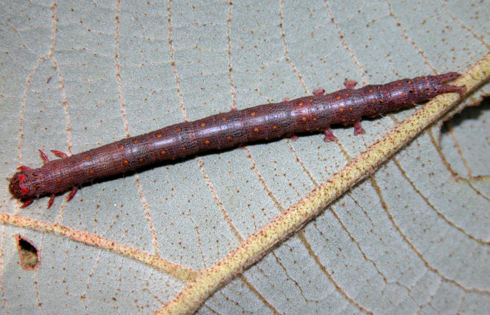 Fig. 5. <i>Euclystis</i> Poole01 (Erebidae),  larva último estadío con puntos de color naranja sobre su dorso, planta hospedera <i>Ochroma pyramidale</i> (Malvaceae). Voucher: 05-SRNP-40459-DHJ406825.