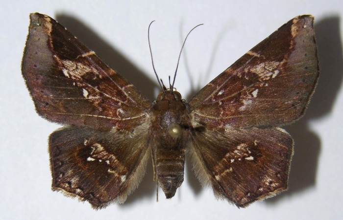 Fig. 24. Adulto de de <i>Euclystis</i> Poole05 (Erebidae), con colores oscuros característica que le permite la ausencia de reflejo de luz ya que son polillas nocturnas. Voucher: 06-SRNP-30006-DHJ334660.