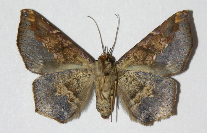 Fig. 25. Adulto de de <i>Euclystis</i> Poole05 (Erebidae), vista ventral coloración grisácea característica de polillas nocturnas. Voucher: 06-SRNP-30006-DHJ334661.