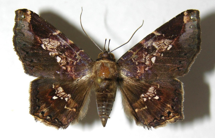 Fig. 2. Adulto de <i>Euclystis</i> Poole05 (Erebidae). Vista dorsal. Voucher 06-SRNP-32270-DHJ350502.