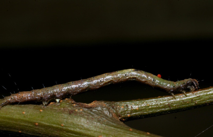 Fig.22. Larva de <i>Euclystis</i> Poole05 parasitada por ácaro alimentandos líquidos nutritivos semejante a la sangre (hemolinfa). Voucher: 08-SRNP-70689-DHJ443392.
