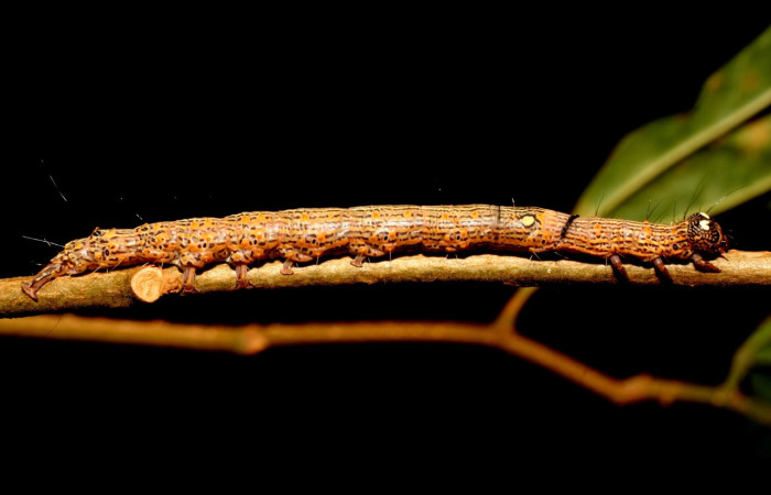 Fig. 11. Larva de <i>Euclystis sublignaris</i> con características similares a <i>Euclystis</i> Poole05, <i>Euclystis</i> Poole01 y <i>Euclystis guerini </i> y <i>Euclystis isoa</i> .Voucher: 09-SRNP-44848-DHJ459829.jpg