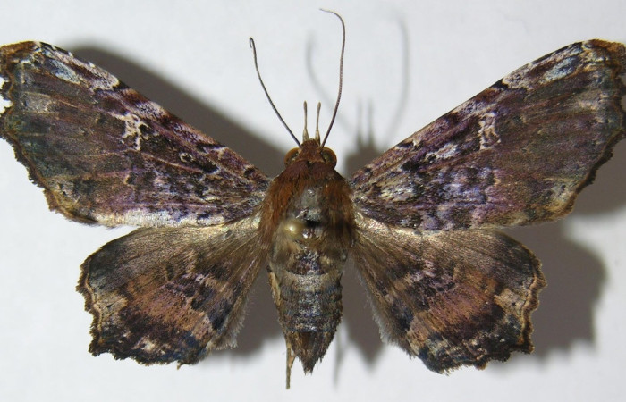 Fig. 12. Adulto de <i>Euclystis sublignaris</i> (Erebidae), patrones de sus alas muy diferentes a  <i>Euclystis</i> Poole05 , <i>Euclystis</i> Poole01 y <i>Euclystis guerini</i>. Voucher: 09-SRNP-44848-DHJ514946