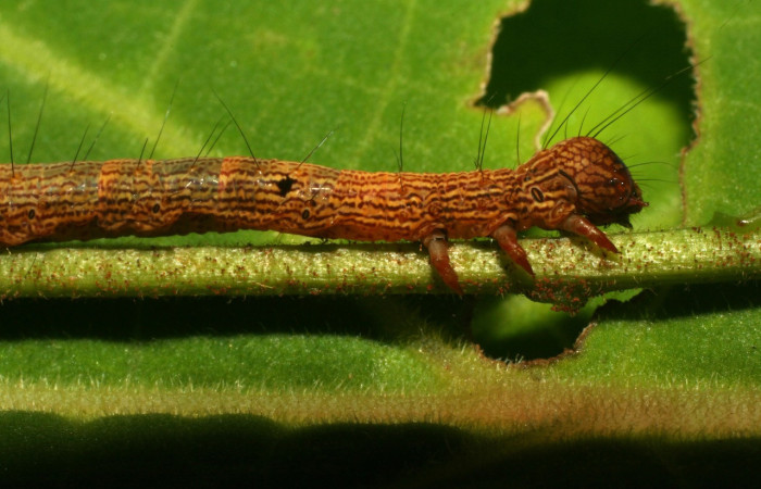Fig.15. Detalle lateral cabeza de <i>Euclystis</i> Poole05 presenta puntos negros posterior a sus patas torácicas en cada lado. Voucher: 10-SRNP-31338-DHJ471900.