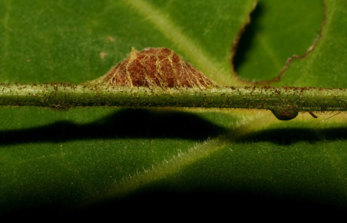 Fig.21. Capullo de <i>Diolcogaster</i> Janzen01 (Braconidae), parásito que ataca orugas de <i>Euclystis</i> Poole05 . Voucher: 10-SRNP-31338-DHJ471907.