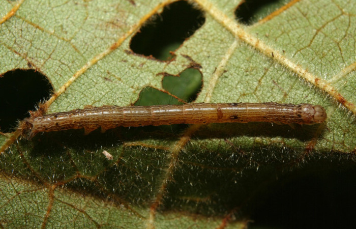 Fig. 3. Larva de <i>Euclystis</i> Poole01 (Erebidae), comiendo <i>Ochroma pyramidale</i> (Malvaceae). Voucher: 12-SRNP-70679-DHJ495128.