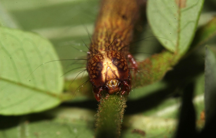 Fig.16. Detalle cabeza frontal de <i>Euclystis</i> Poole05 con pelos negros que sobresalen. Voucher: 17-SRNP-31736-DHJ739477.