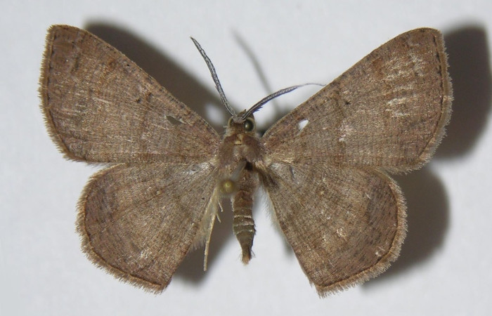 Figura 1. Adulto de <i>Parilexia</i> cermalaDHJ01 (macho), vista dorsal. (05-SRNP-33950-DHJ326138).