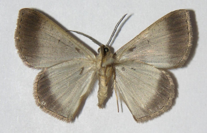 Figura 2. Adulto de <i>Parilexia</i> cermalaDHJ01 (macho), vista ventral. (05-SRNP-33950-DHJ326139).