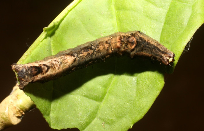 Fig. 17  Larva <i>Perilexia Amarantha</i>, vista dorsal. Voucher. 11-SRNP-31337-DHJ482366.jpg.jpg