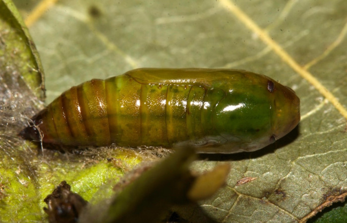Figura 14 Pupa de <i>Parilexia</i> cermalaDHJ01, Geometridae, vista lateral,  (19-SRNP-30457-DHJ764192).