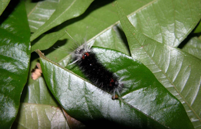 Fig. 11 Larva <i>Idalus herois</i>, Erebidae, (estadío Pu), mostrando la posición dorsal central, se alimenta <i>Myrcia splendens</i>, familia (Myrtaceae). Voucher: 03-SRNP-5650-DHJ400718.jpg.