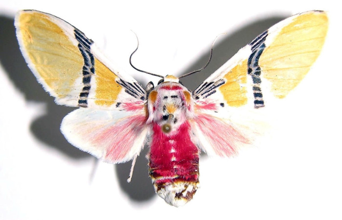 Fig.1 Adulto <i>Idalus herois</i>, Erebidae, hembra, mostrando la parte  dorsal. Sector San Cristóbal, Río Blanco Abajo, elevación 500metros. Voucher: 00-SRNP-12924-DHJ93984.