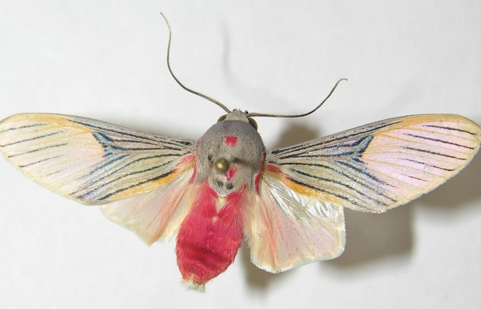 Fig.5 Adulto <i>Idalus</i> perlineosaDHJ02new, Erebidae, mostrando la parte  dorsal. Sector Cacao,Cerro Pedregal, elevación 1080metros. Voucher: 10-SRNP-36436-DHJ538024.