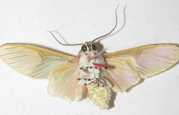 Fig.6 Adulto <i>Idalus</i> perlineosaDHJ02new, Erebidae, mostrando la parte  ventral. Sector Cacao,Cerro Pedregal, elevación 1080metros. Voucher: 10-SRNP-36436-DHJ538025.