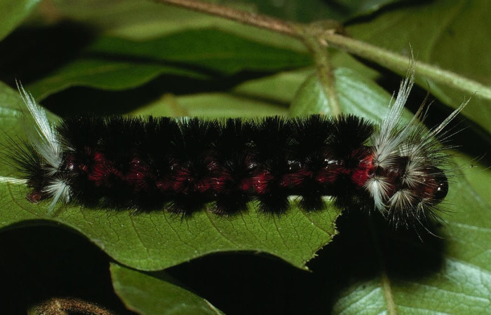 Fig. 7 Larva <i>Idalus herois</i>, Erebidae, (estadío U), mostrando la posición lateral entero, se alimenta <i>Myrcia splendens</i>, familia (Myrtaceae). Voucher: 03-SRNP-5650-DHJ73802.jpg.