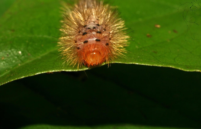 Fig. 13 Larva <i>Idalus</i> perlineosaDHJ01, Erebidae, (estadío U), mostrando la posición cabeza, se alimenta <i>Roupala glaberrima</i>, familia (Proteaceae). Voucher: 10-SRNP-32106-DHJ477137.jpg.