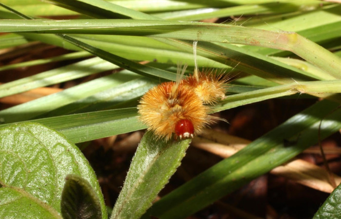 Fig. 15 Larva <i>Idalus</i> perlineosaDHJ02new, Erebidae, (estadío U), mostrando la posición cabeza, se alimenta <i>Roupala montana</i>, familia (Proteaceae). Voucher: 13-SRNP-35479-DHJ490397.jpg.