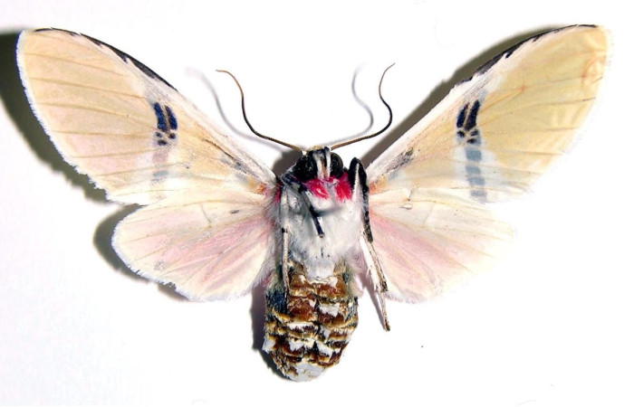 Fig.2 Adulto <i>Idalus herois</i>, Erebidae, hembra, mostrando la parte  ventral. Sector San Cristóbal, Río Blanco Abajo. Voucher: 00-SRNP-12924-DHJ93985.