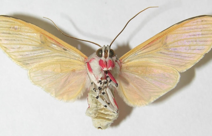 Fig.4 Adulto <i>Idalus</i> perlineosaDHJ01, Erebidae, mostrando la parte  ventral. Sector Pitilla, Sendero Memo, elevación 740metros. Voucher: 10-SRNP-32106-DHJ538071.