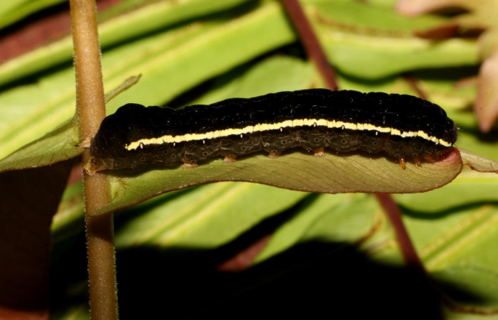 Figura 6. Detalle lateral, <i>Callopistria mexicana</i> (Erebidae). (23-SRNP-26918-DHJ762428).